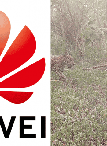 Huawei and Partners Receive GSMA Global Mobile LATAM Award for Tech4Nature Mexico Project to Protect  Jaguars