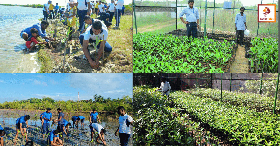 Tokyo Cement Marks World Environment Day with 100,000 Mangroves for a Greener Sri Lanka