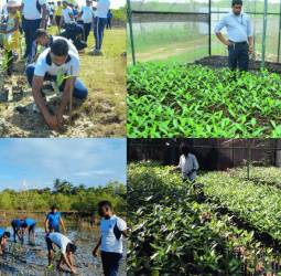 Tokyo Cement Marks World Environment Day with 100,000 Mangroves for a Greener Sri Lanka
