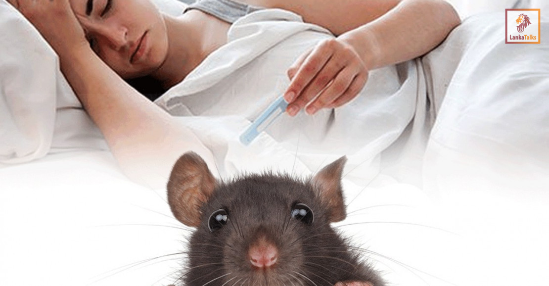 1,800 rat fever cases so far this year