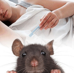 1,800 rat fever cases so far this year
