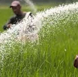 Fertilizer shortage threatens Yala paddy cultivation: Farmers’ Union warns