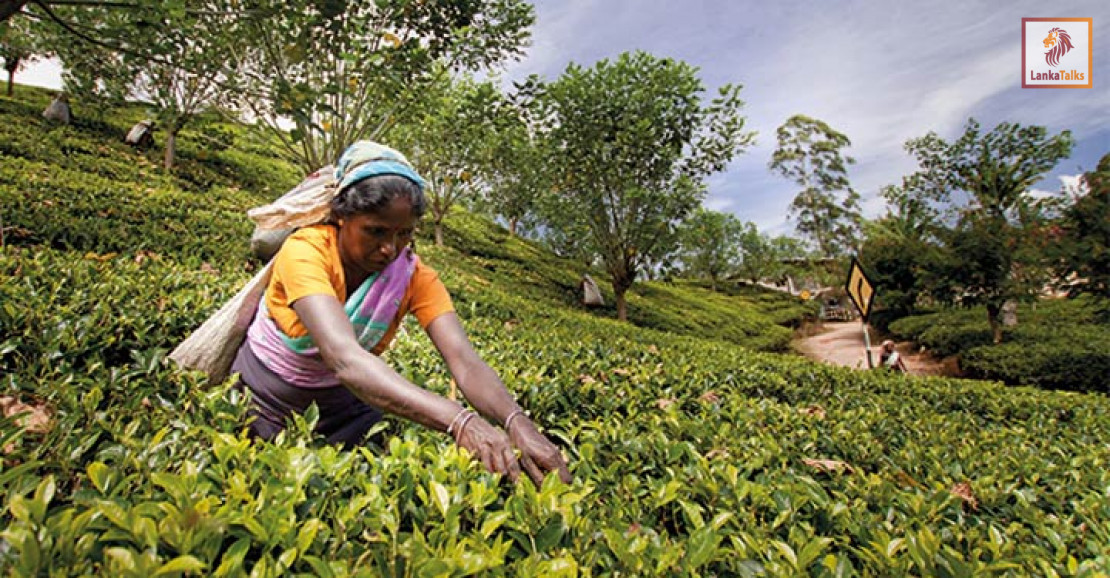 War risk, rerouted ships hit Sri Lanka’s cuppa tea