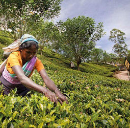 War risk, rerouted ships hit Sri Lanka’s cuppa tea