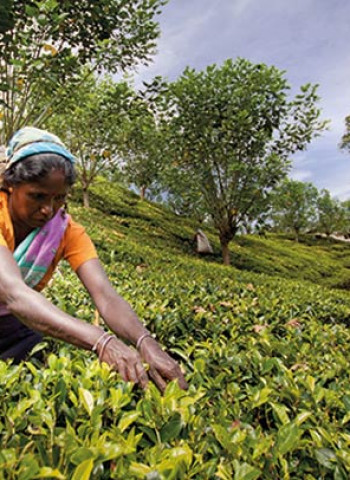 War risk, rerouted ships hit Sri Lanka’s cuppa tea