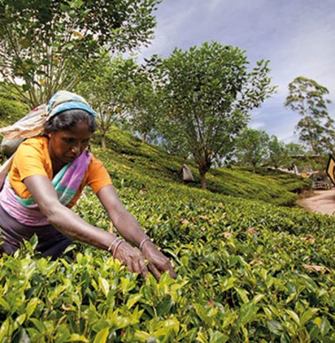War risk, rerouted ships hit Sri Lanka’s cuppa tea