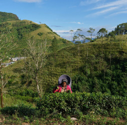 Sri Lanka’s tourism, tea, textile shares suffer after Gulf escalation