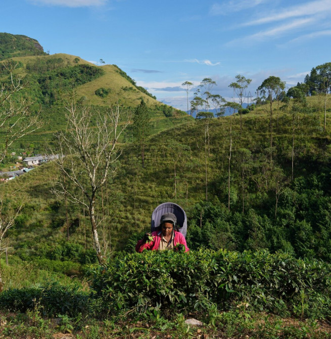 Sri Lanka’s tourism, tea, textile shares suffer after Gulf escalation