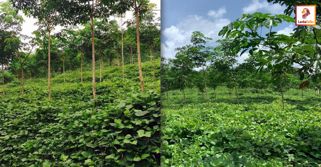 Sri Lanka’s Rubber Industry at a Crossroads Amid Economic and Structural Stress