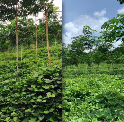 Sri Lanka’s Rubber Industry at a Crossroads Amid Economic and Structural Stress