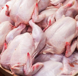 SLAAP assures consistent chicken supply ahead of festive season