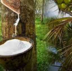 Sri Lanka cabinet clears relief package for disaster-affected export crops