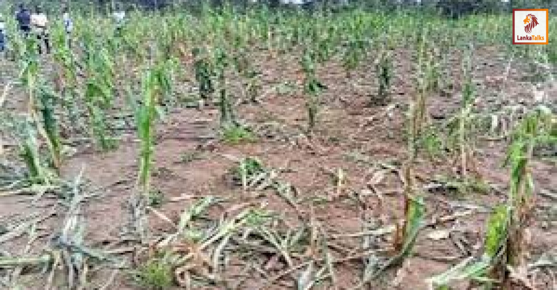 Govt moves to curb crop damage, human-wildlife conflicts