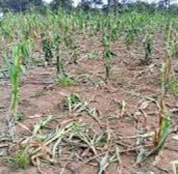 Govt moves to curb crop damage, human-wildlife conflicts