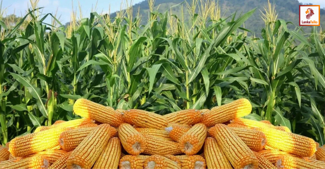 Fuel price hike severely impacts agricultural sector, warns farmers