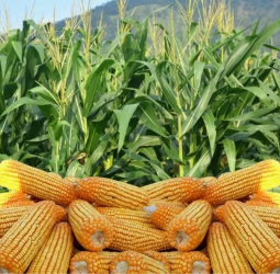 Fuel price hike severely impacts agricultural sector, warns farmers