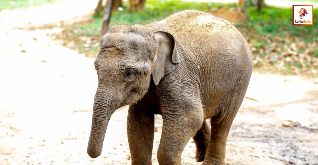 World Wildlife Day 2026: From Rescue to Rewilding,  Kalo’s Journey Continues