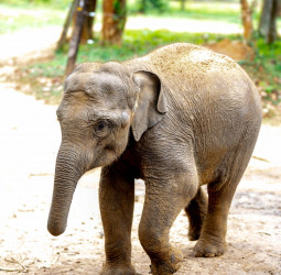 World Wildlife Day 2026: From Rescue to Rewilding,  Kalo’s Journey Continues