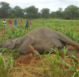 Govt moves to curb crop damage, human-wildlife conflicts