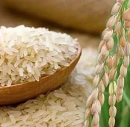 Festive season demand: Rice varieties need to be imported: CGES