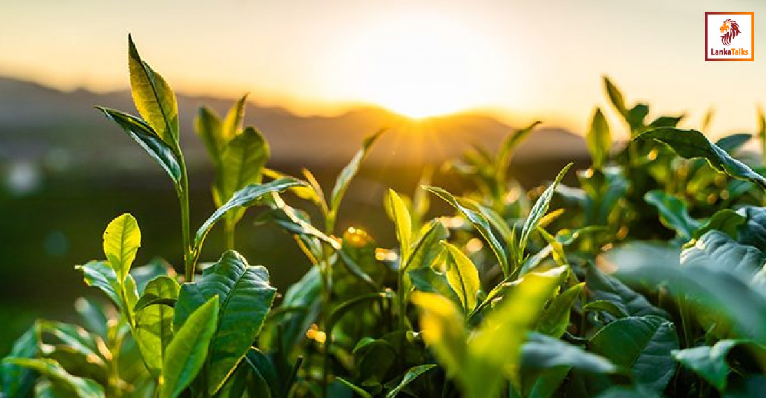 Tea production: NTPA finds target unrealistic