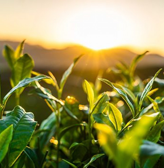 Tea production: NTPA finds target unrealistic