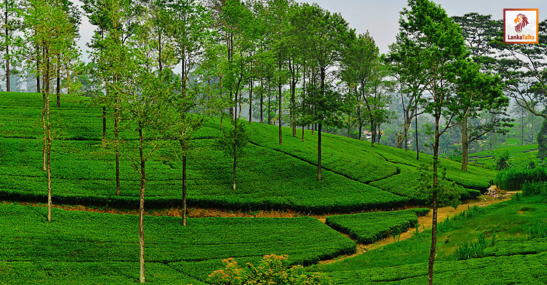 Planters’ Association Urges Fair Electricity Tariffs to Sustain Sri Lanka’s Plantation Industry