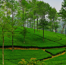 Planters’ Association Urges Fair Electricity Tariffs to Sustain Sri Lanka’s Plantation Industry