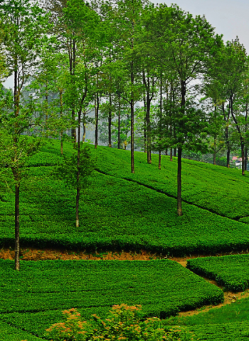 Planters’ Association Urges Fair Electricity Tariffs to Sustain Sri Lanka’s Plantation Industry