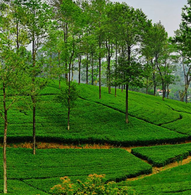 Planters’ Association Urges Fair Electricity Tariffs to Sustain Sri Lanka’s Plantation Industry