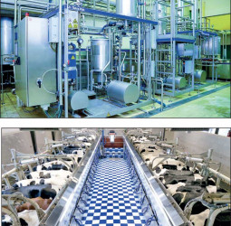 Ambewela Deliver Unmatched Premium Quality Dairy Products with its latest technology and innovation