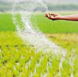 Urea fertilizer limited to paddy cultivation for Yala season