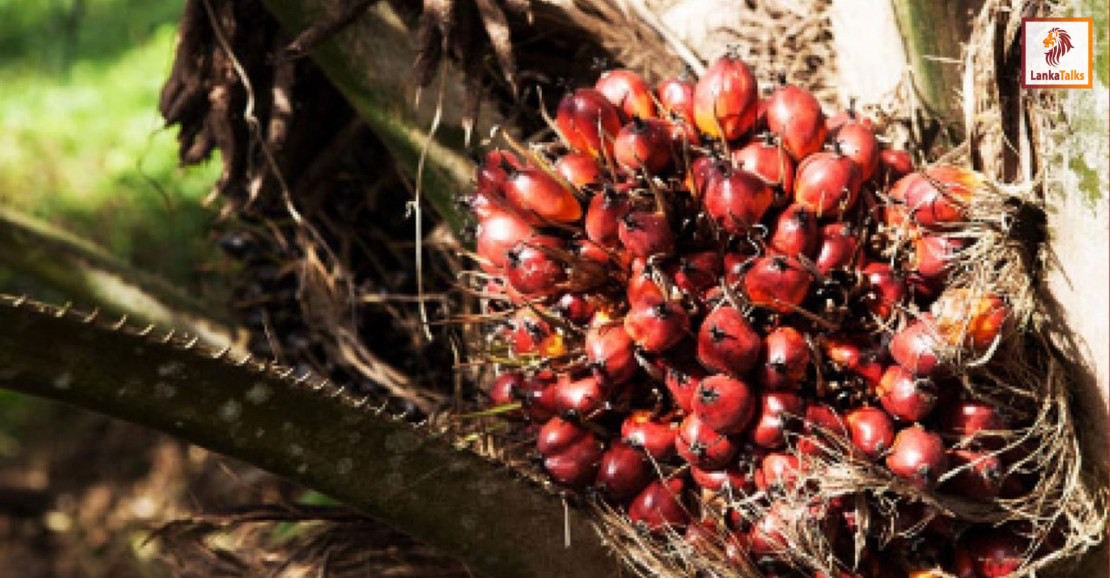 SL to lift oil palm ban?