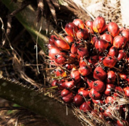 SL to lift oil palm ban?