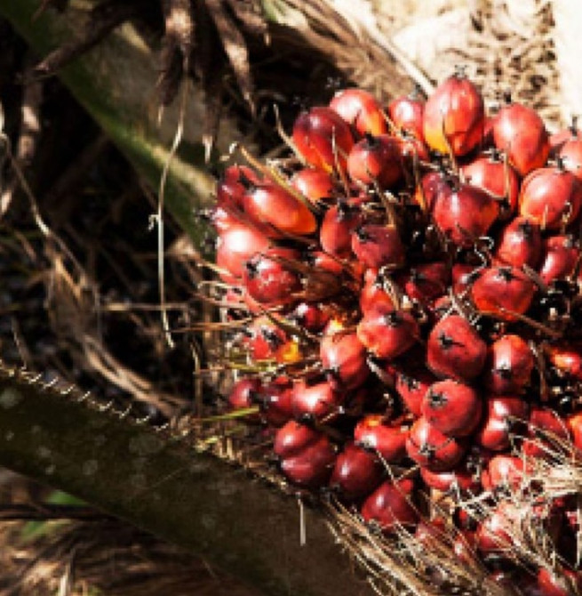 SL to lift oil palm ban?