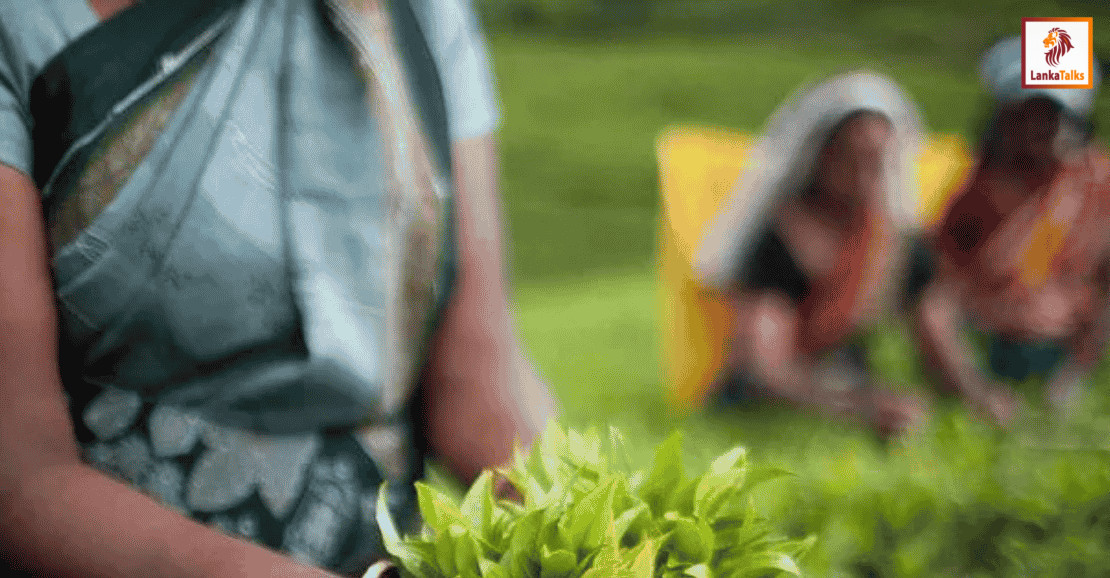 Exports: PA seeks response to stabilise tea production