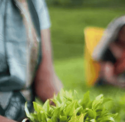Exports: PA seeks response to stabilise tea production