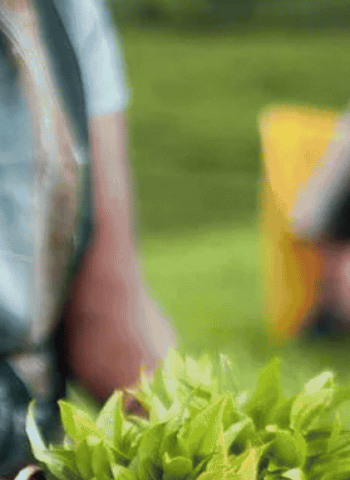Exports: PA seeks response to stabilise tea production