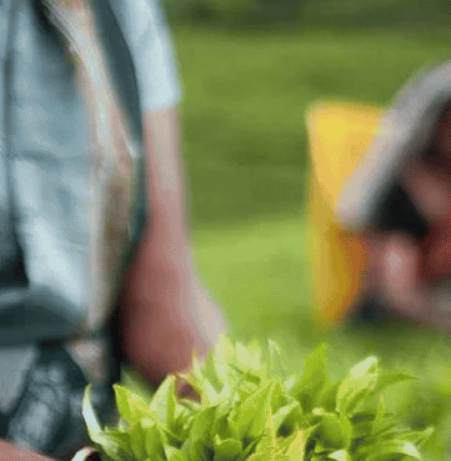 Exports: PA seeks response to stabilise tea production