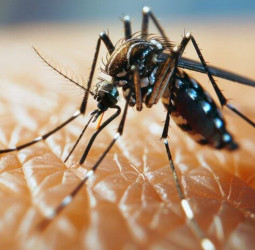 Over 25,000 Dengue cases from January