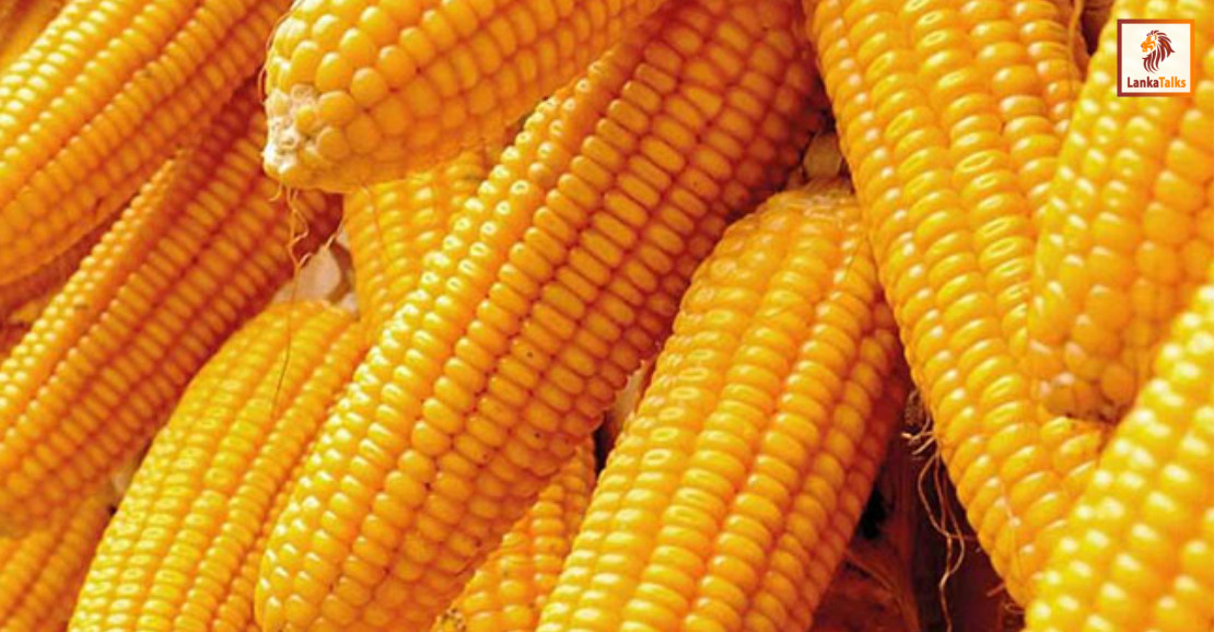 Special commodity levy on maize increased to Rs. 50 per kg