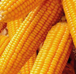 Special commodity levy on maize increased to Rs. 50 per kg