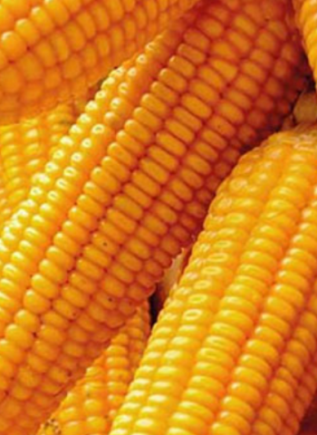 Special commodity levy on maize increased to Rs. 50 per kg