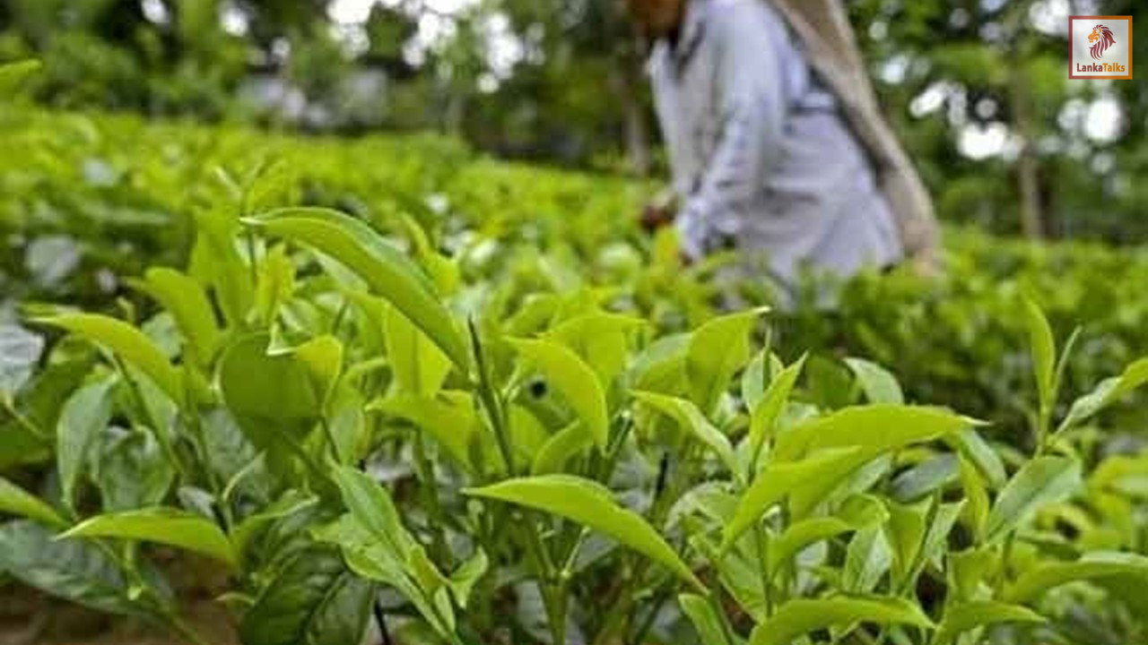 Govt announces new fertilizer relief for small-scale tea plantation owners