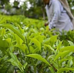 Govt announces new fertilizer relief for small-scale tea plantation owners