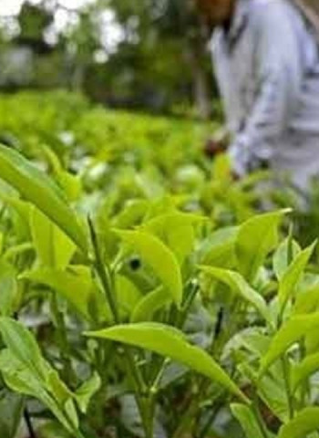 Govt announces new fertilizer relief for small-scale tea plantation owners