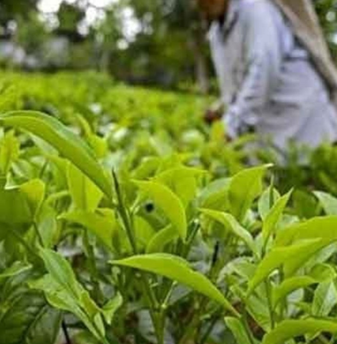 Govt announces new fertilizer relief for small-scale tea plantation owners