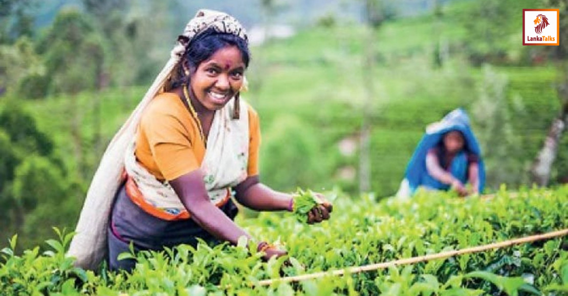Tea planters group alleges: Hill country tea plantations replaced by veges
