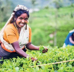 Tea planters group alleges: Hill country tea plantations replaced by veges
