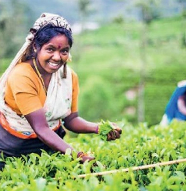Tea planters group alleges: Hill country tea plantations replaced by veges